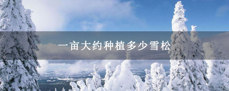 一亩大约种植多少雪松
