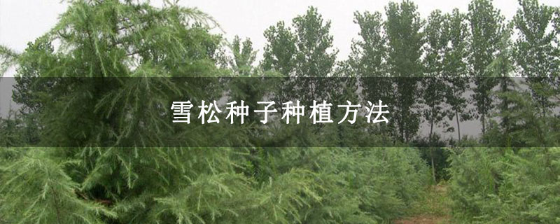 雪松种子种植方法