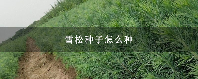 雪松种子怎么种