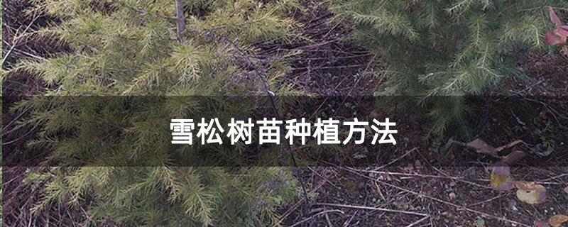 雪松树苗种植方法