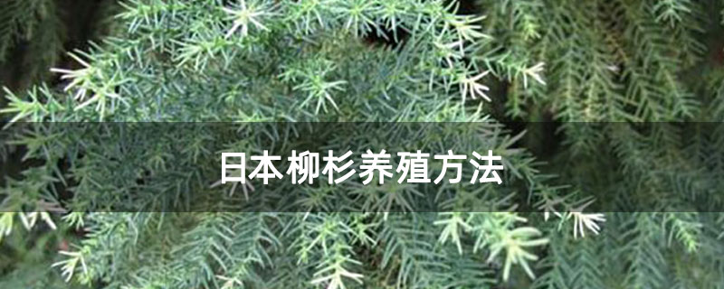 日本柳杉养殖方法