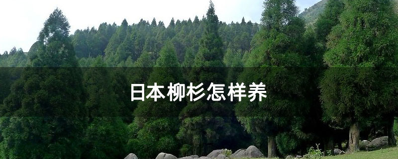 日本柳杉怎样养