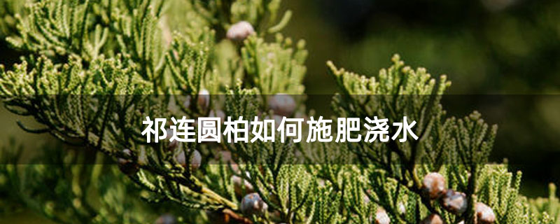 祁连圆柏如何施肥浇水