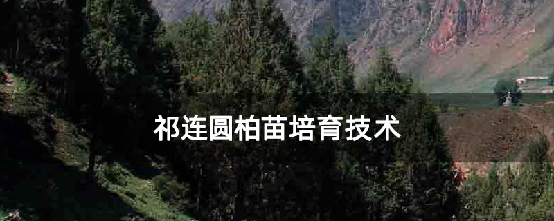 祁连圆柏苗培育技术