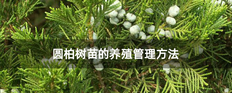 圆柏树苗的养殖管理方法