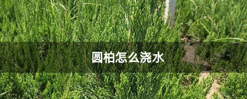 圆柏怎么浇水