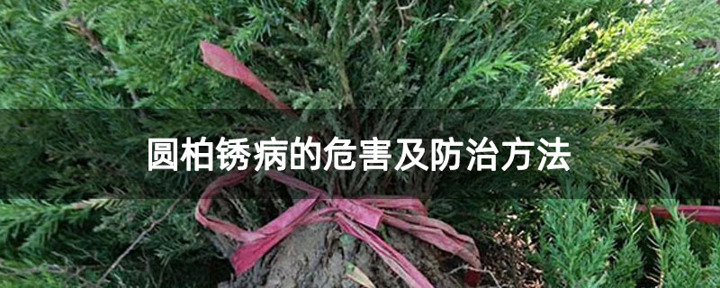 圆柏锈病的危害及防治方法