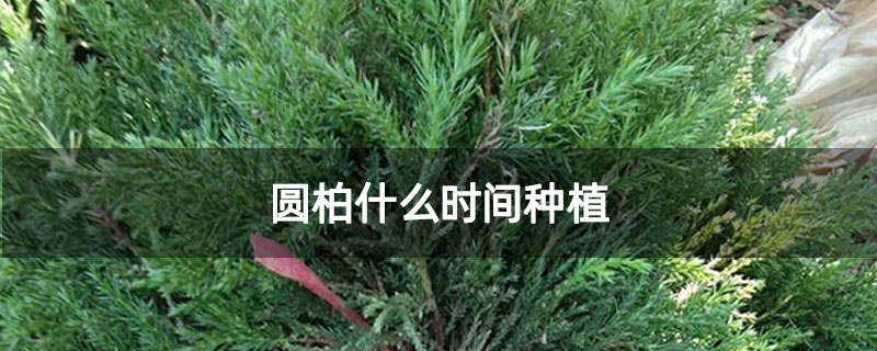 圆柏什么时间种植