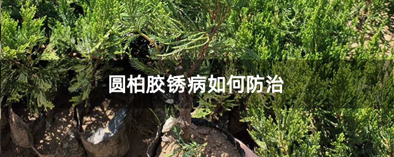 圆柏胶锈病如何防治