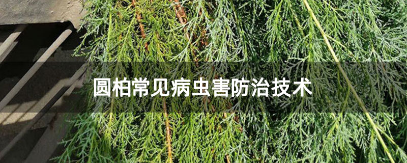 圆柏常见病虫害防治技术