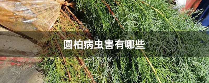 圆柏病虫害有哪些
