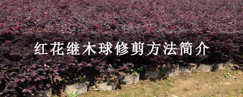 红花继木球修剪方法简介