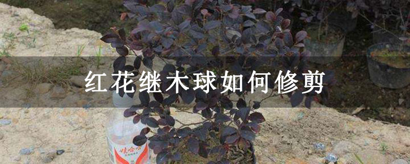 红花继木球如何修剪