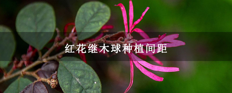 红花继木球种植间距