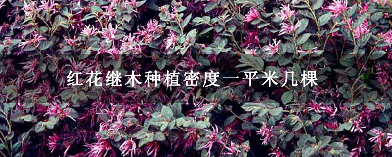 红花继木种植密度一平米几棵
