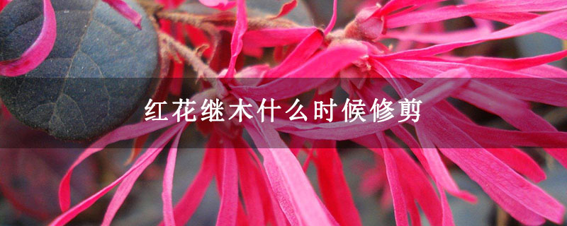 红花继木