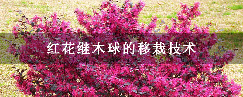 红花继木球的移栽技术