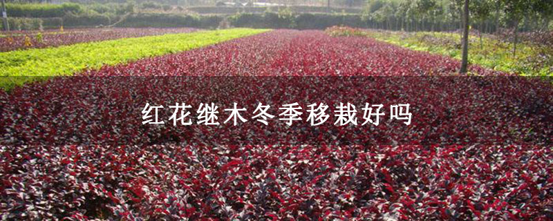 红花继木冬季移栽好吗