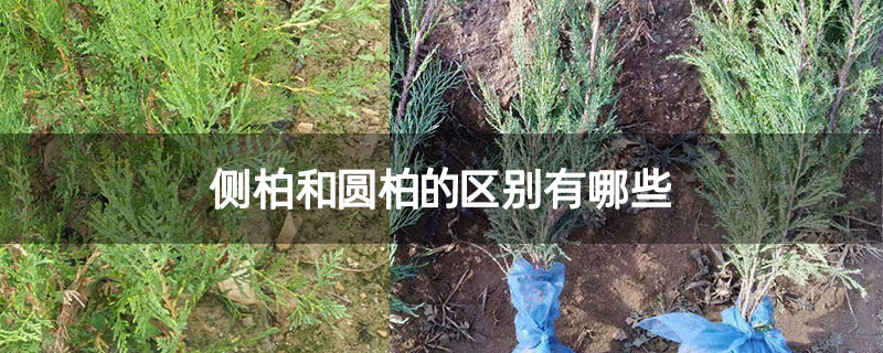 侧柏和圆柏的区别有哪些
