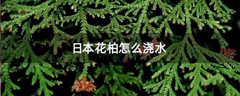日本花柏怎么浇水
