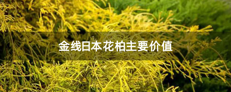 金线日本花柏主要价值