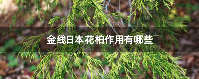 金线日本花柏作用有哪些