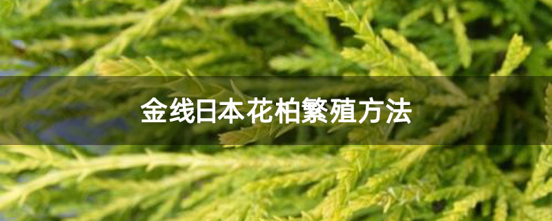 金线日本花柏繁殖方法