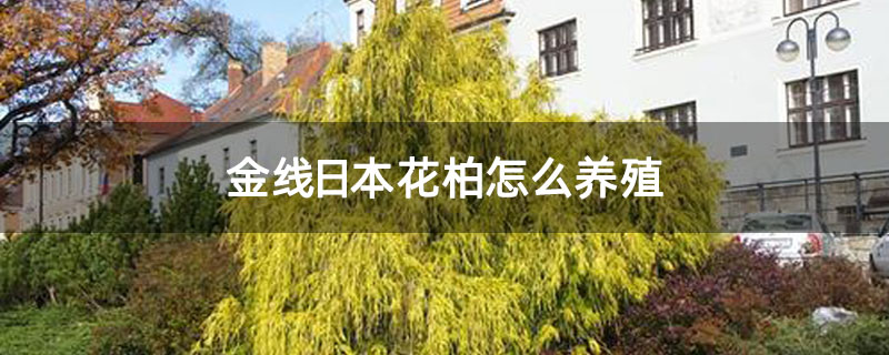 金线日本花柏怎么养殖