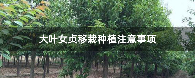 大叶女贞移栽种植注意事项