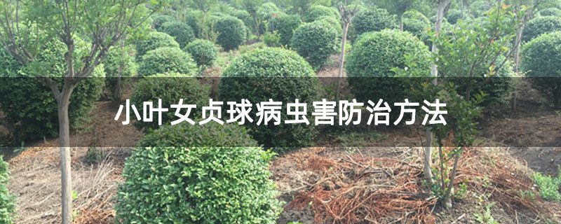 小叶女贞球病虫害防治方法