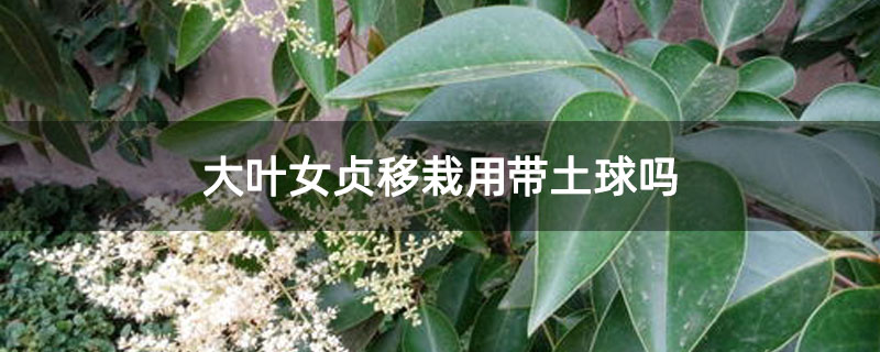 大叶女贞移栽用带土球吗