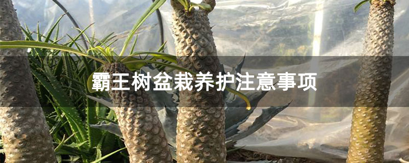 霸王树盆栽养护注意事项