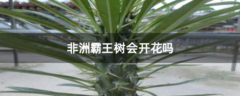非洲霸王树会开花吗