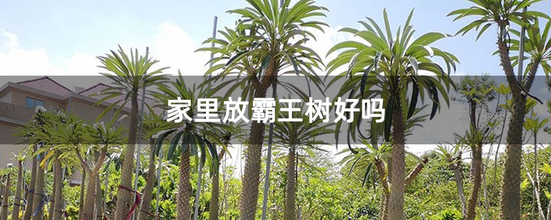 家里放霸王树好吗