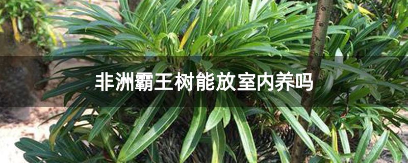 非洲霸王树能放室内养吗