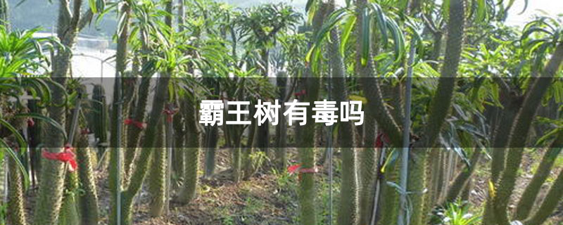 霸王树有毒吗