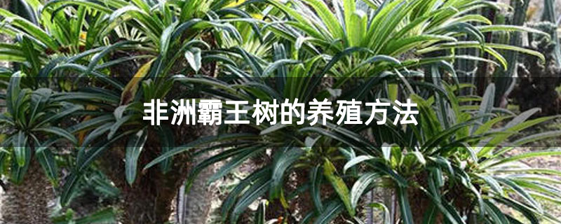 非洲霸王树的养殖方法