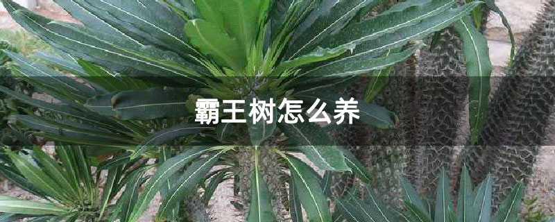 霸王树怎么养