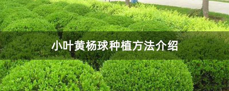 小叶黄杨球种植方法介绍