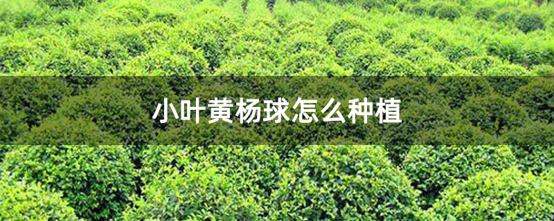 小叶黄杨球怎么种植