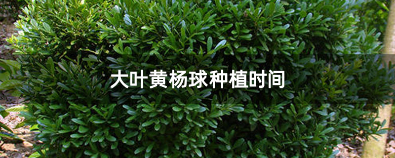 大叶黄杨球种植时间
