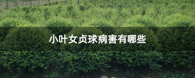 小叶女贞球病害有哪些
