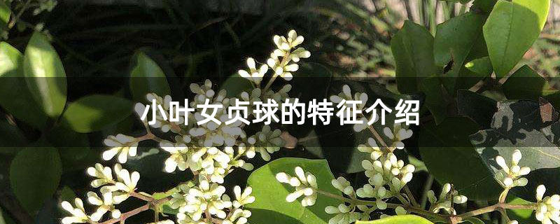 小叶女贞球的特征介绍