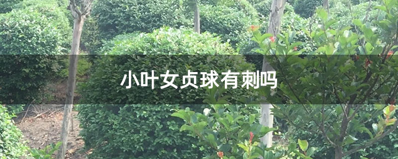 小叶女贞球有刺吗
