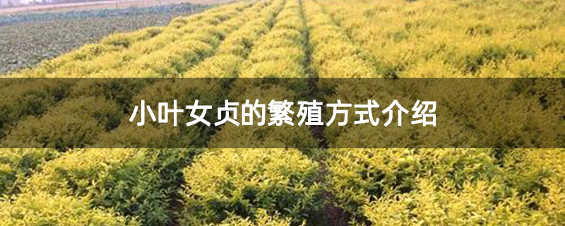 小叶女贞的繁殖方式介绍
