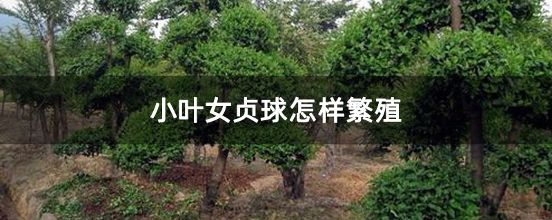 小叶女贞球怎样繁殖