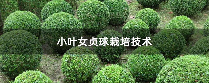 小叶女贞球栽培技术