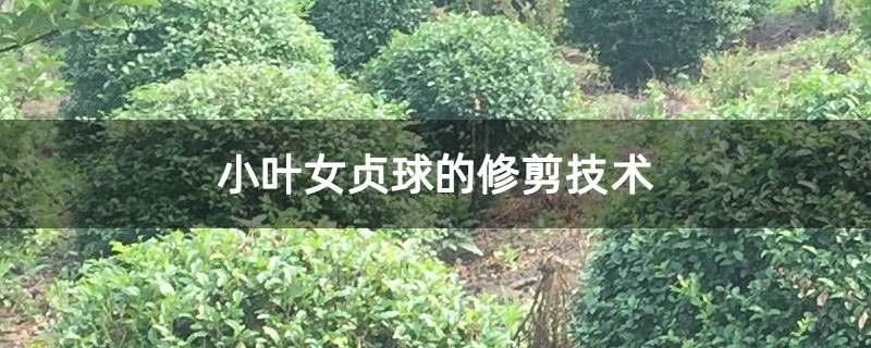 小叶女贞球的修剪技术