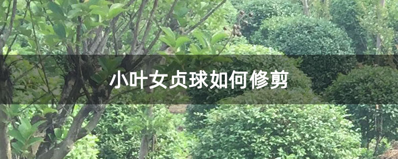 小叶女贞球如何修剪