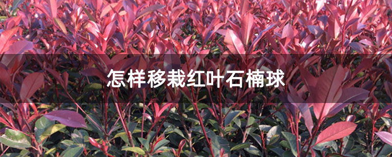 怎样移栽红叶石楠球